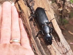 Hyperion schroetteri