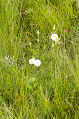 Thunbergia atriplicifolia