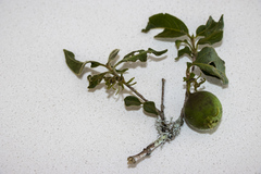 Vangueria macrocalyx