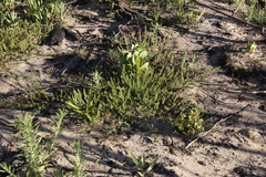 Aspalathus retroflexa retroflexa