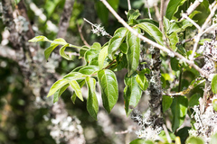 Vangueria macrocalyx