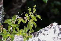 Vangueria macrocalyx