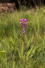 Watsonia densiflora
