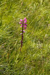 Watsonia densiflora