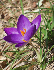 Crocus imperati