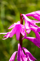 Watsonia densiflora