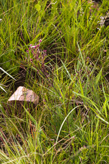 Zaluzianskya elongata
