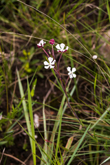 Zaluzianskya elongata
