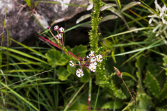 Zaluzianskya elongata