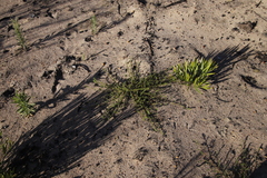 Aspalathus retroflexa retroflexa