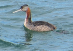 Podiceps major