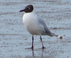 Chroicocephalus maculipennis