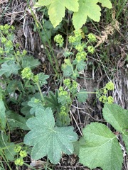 Alchemilla xanthochlora