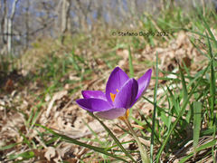 Crocus imperati