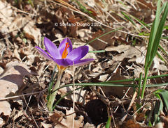 Crocus imperati