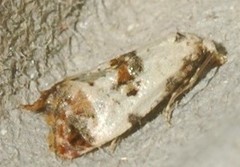 Neocochylis hybridella