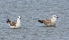Larus dominicanus