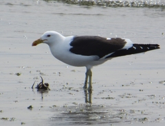 Larus dominicanus