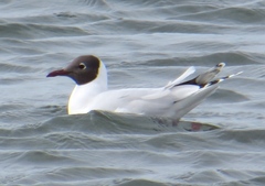 Chroicocephalus maculipennis