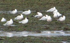 Chroicocephalus maculipennis