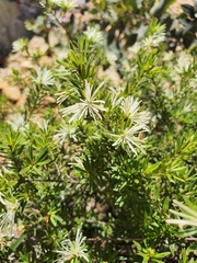 Pseudanthus ligulatus