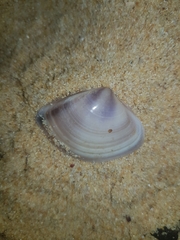 Austromactra contraria