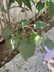 Ipomoea carnea fistulosa