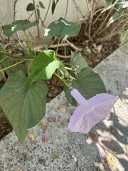 Ipomoea carnea fistulosa