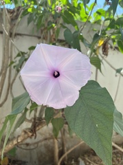 Ipomoea carnea fistulosa