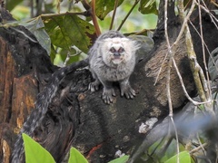 Callithrix flaviceps