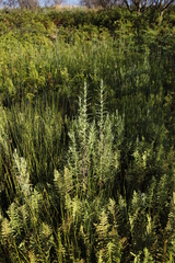 Pseudognaphalium undulatum