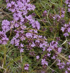 Thymus schischkinii
