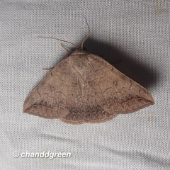 Blasticorhinus rivulosa