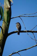 Melaenornis chocolatinus