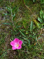 Convolvulus chinensis