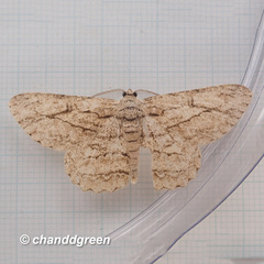 Hypomecis transcissa