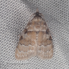 Nola bifascialis
