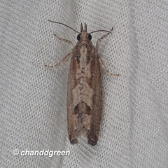 Strepsicrates semicanella