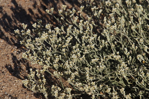 Image of Helichrysum indicum by (c) Tony Rebelo, some rights reserved (CC BY-SA)