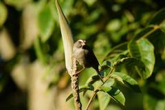 Crithagra tristriata