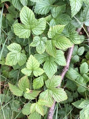 Rubus humulifolius