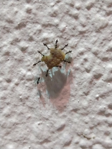 Longhorn crazy ant