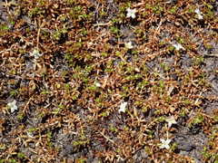 Galium perpusillum