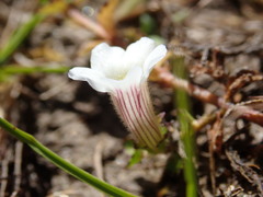 Gratiola concinna