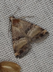 Pseudozarba orthopetes