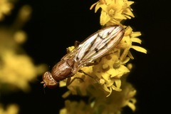 Opomyza florum