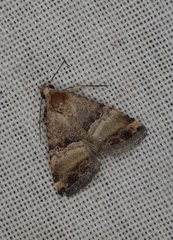 Pseudozarba orthopetes