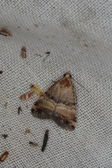 Pseudozarba orthopetes