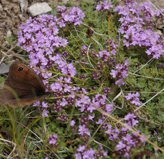 Thymus schischkinii