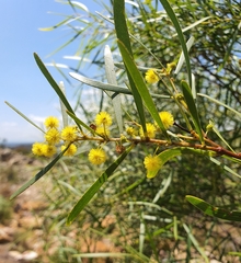 Acacia simsii